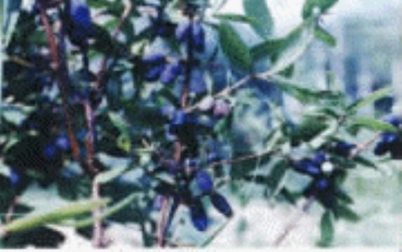  Sweetberry   Anthocyanin  